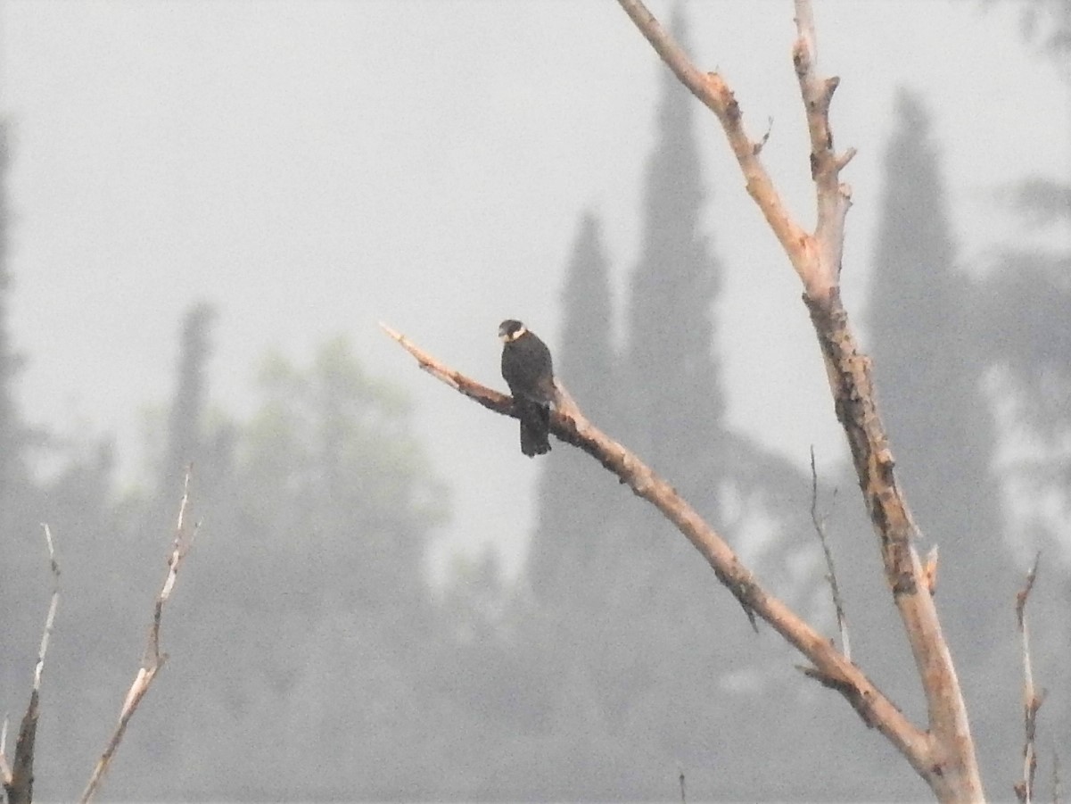 Lodolaio ( Falco subbuteo ) - Iseo